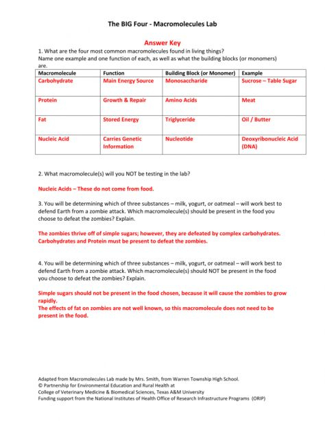 12 The Science Of Zombies Worksheet Answer Key In 2020 Science
