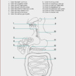 30 Digestive System Worksheet Pdf Education Template