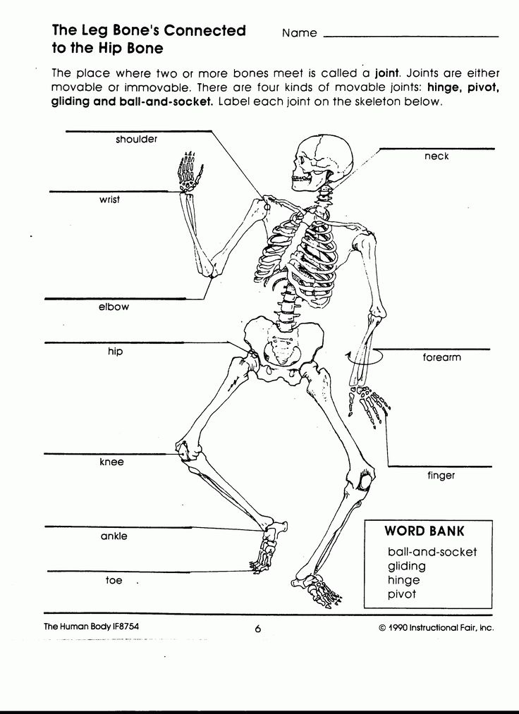 5th Grade Science Worksheets On The Human Body Save Human Body