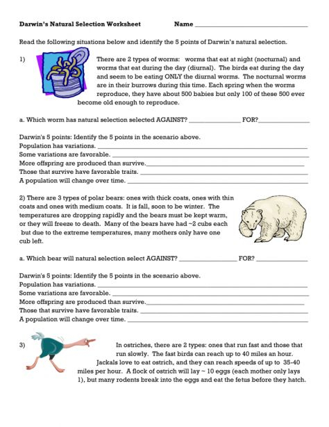 8 7Th Grade Natural Selection Worksheet Grade Natural Selection