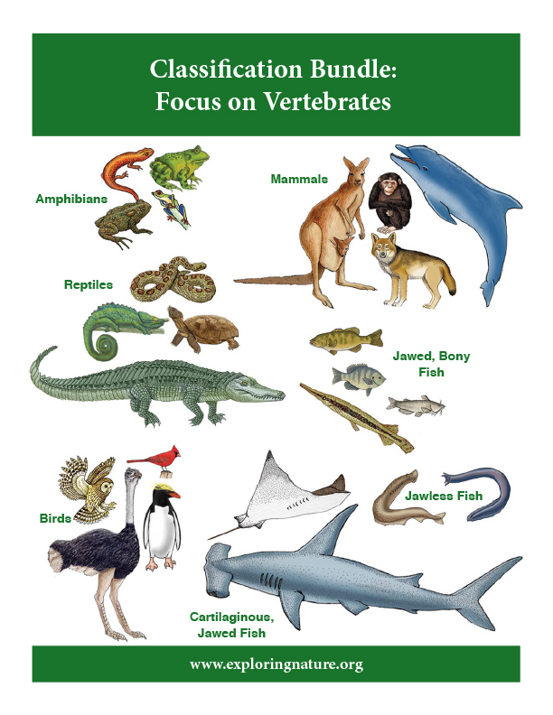 A Classification Bundle Vertebrates