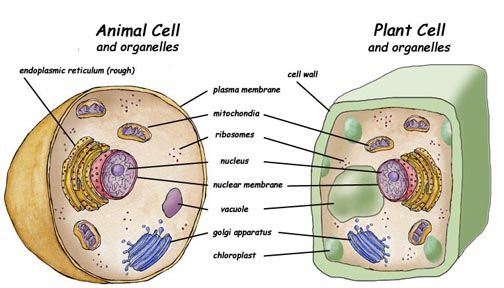 All About Cells Exploring Nature Educational Resource Cell