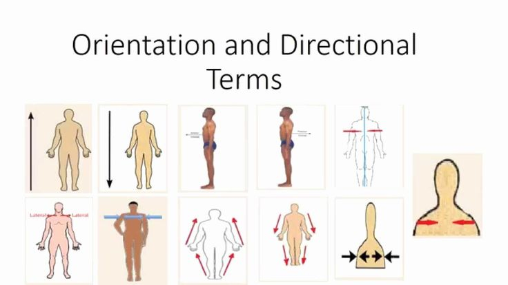 Anatomical Terms Worksheet Answers New Human Anatomy Orientation And 