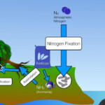 Bozeman Science Biogeochemical Cycles Worksheet Answers Worksheet