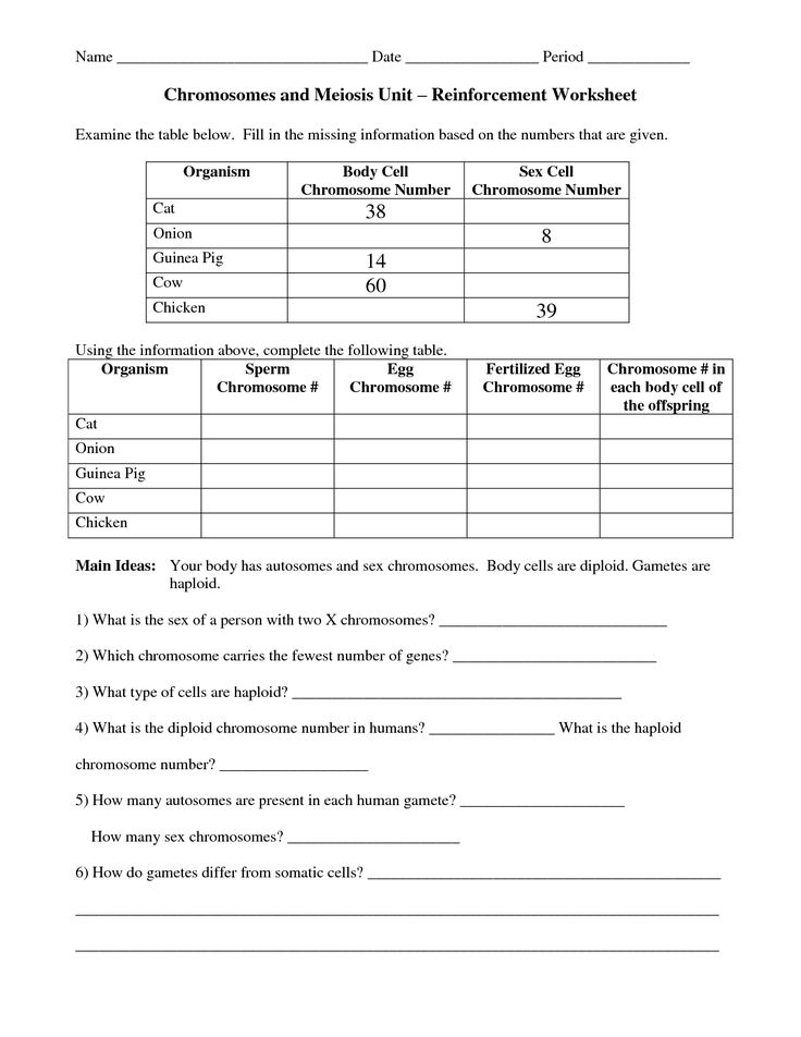 Chromosomes And Meiosis Reinforcement Worksheet Answers Meiosis