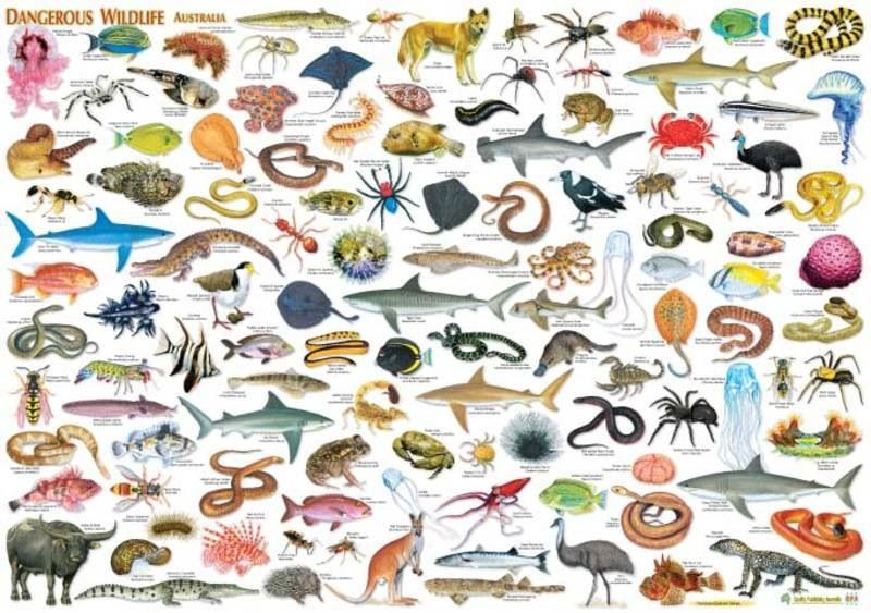 Darwin S Dangerous Idea Worksheet Worksheet