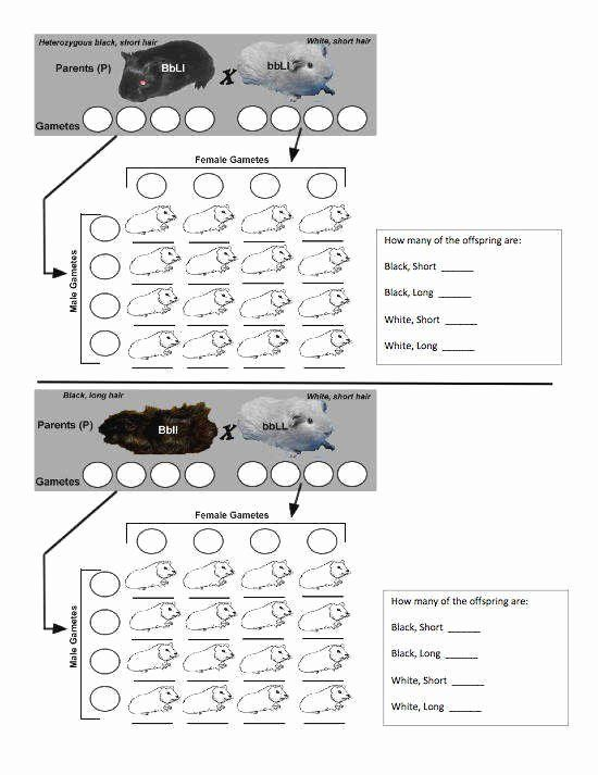 Dihybrid Cross Worksheet Answers Awesome 15 Best Of Dihybrid Cross 