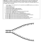 DNA Replication Coloring Worksheet Dna Replication Color Worksheets