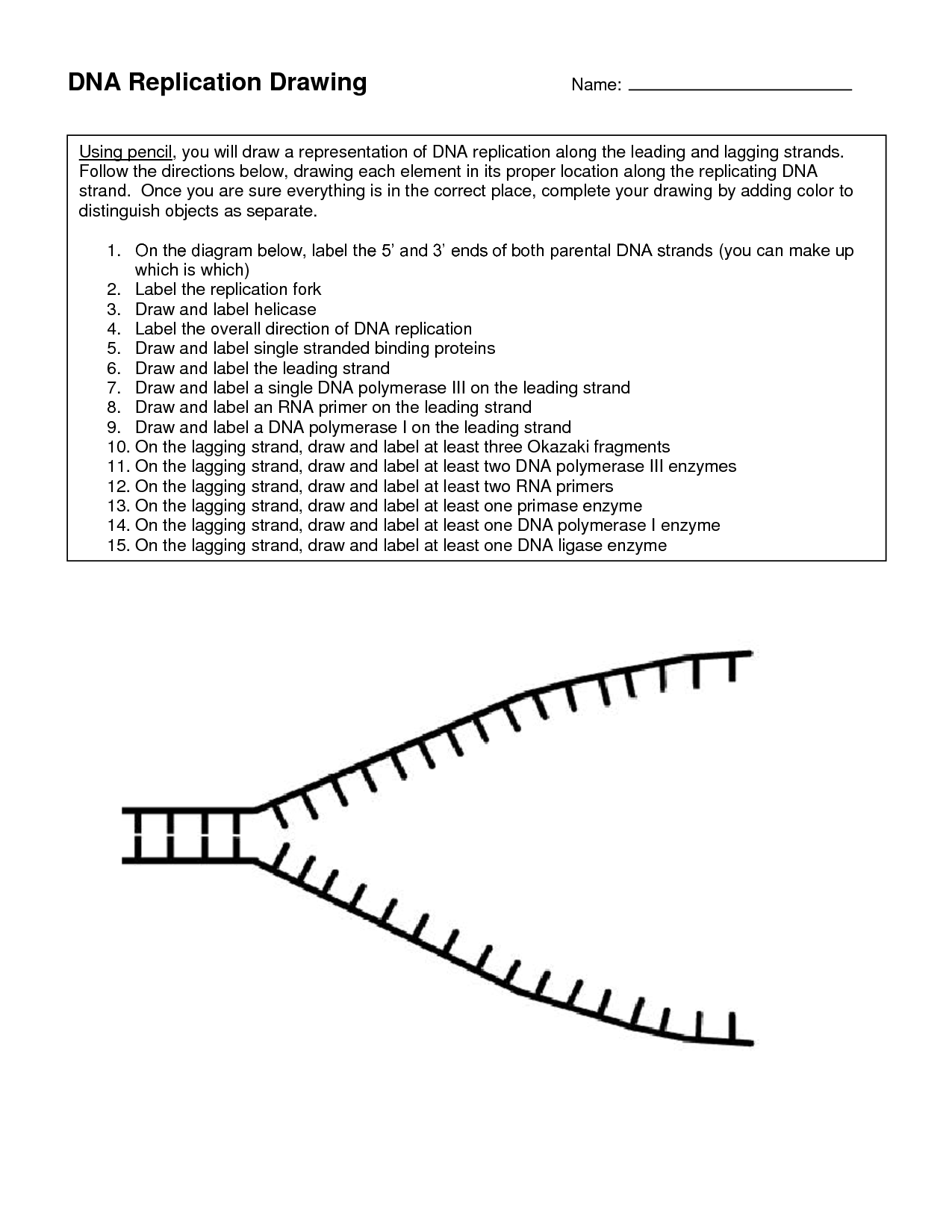 DNA Replication Coloring Worksheet Dna Replication Color Worksheets