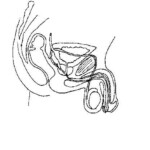 Female Reproductive System Diagram Unlabeled Best Of Female