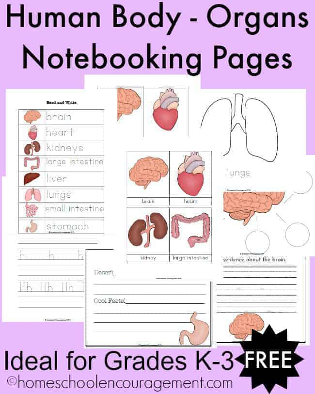 FREE Human Body Organs Notebooking Pages For Grades K 3