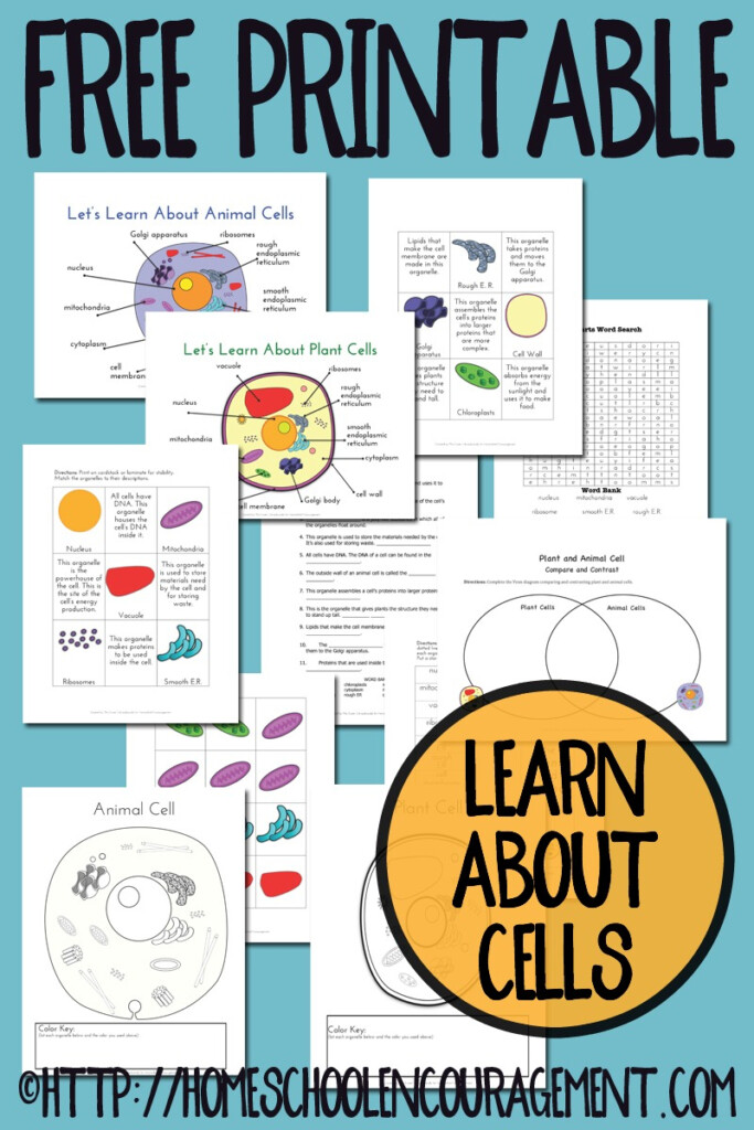 FREE Plant And Animal Cell Printables Free Homeschool Deals