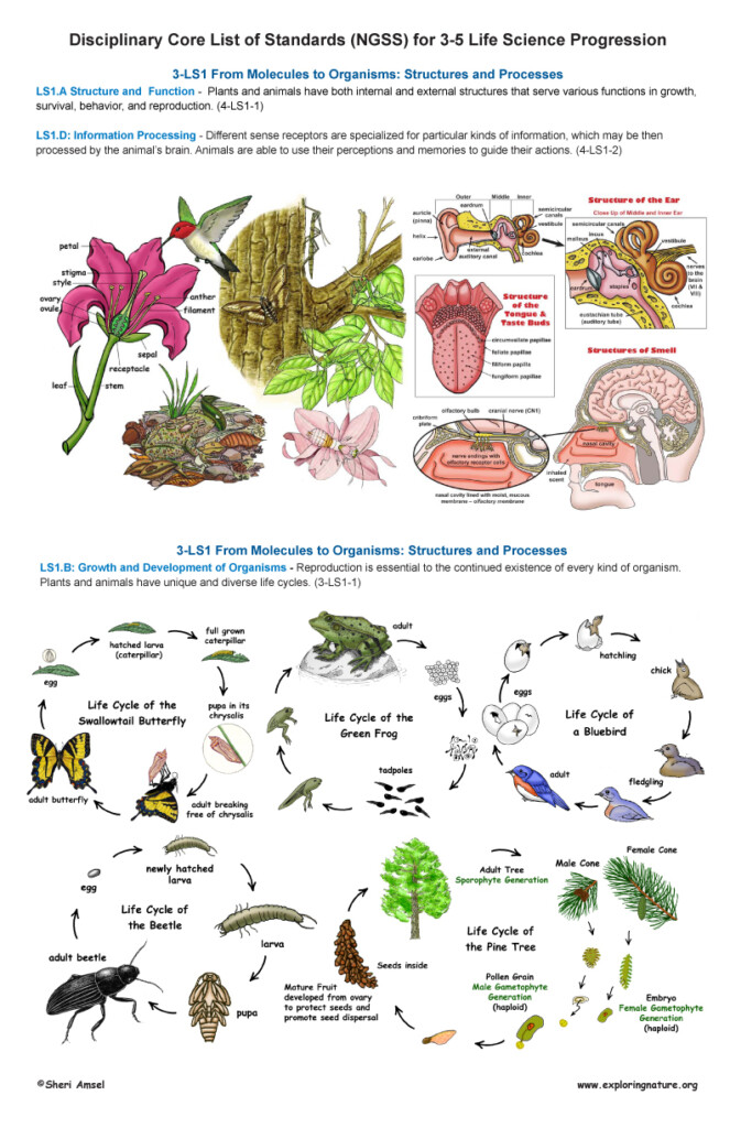 Grades 3 5 Life Science Standards And Poster 11x17 