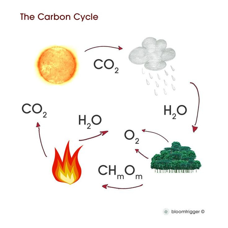 cycles-worksheet-answer-key-integrated-science-scienceworksheets