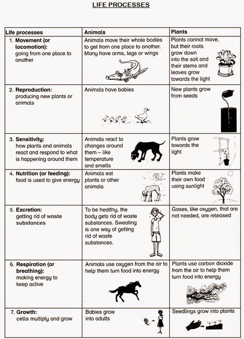 Life Processes Worksheet Here Is A Life Processes Worksheet For Grade 4 