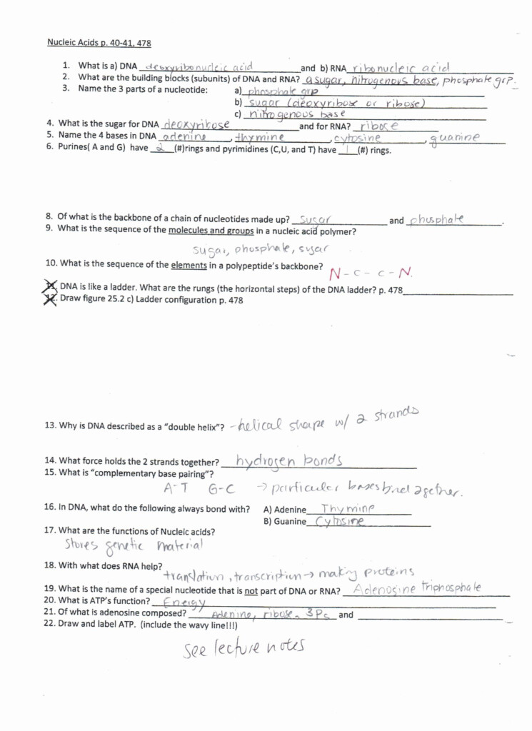 Lipids Worksheet Answer Key Worksheet