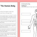 Major Organs Of The Human Body Worksheet Worksheet Internal Organs