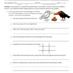 Mendelian Genetics Worksheet Answer Key