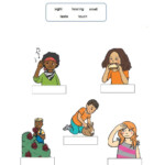 My Five Senses Inside My Body Worksheet