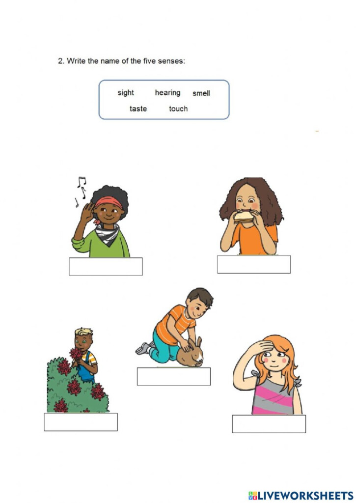 My Five Senses Inside My Body Worksheet