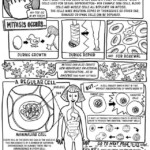 Onion Cell Mitosis Worksheet Answers Meiosis In 2020 Biology Lessons