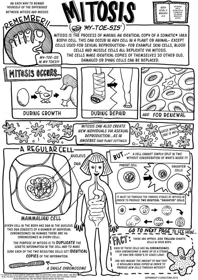 Onion Cell Mitosis Worksheet Answers Meiosis In 2020 Biology Lessons