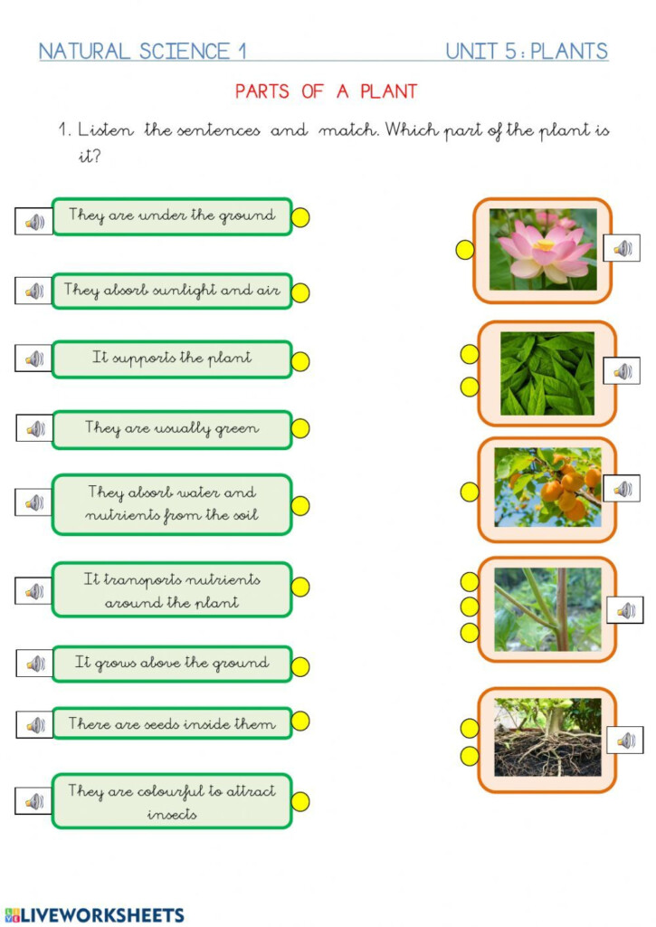 Parts Of A Plant Interactive Activity For Primero De Primaria You Can 