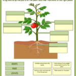 Parts Of A Plant Interactive Worksheet Plants Worksheets Parts Of A