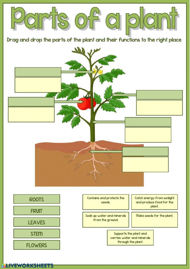 Parts Of A Plant Interactive Worksheet Plants Worksheets Parts Of A