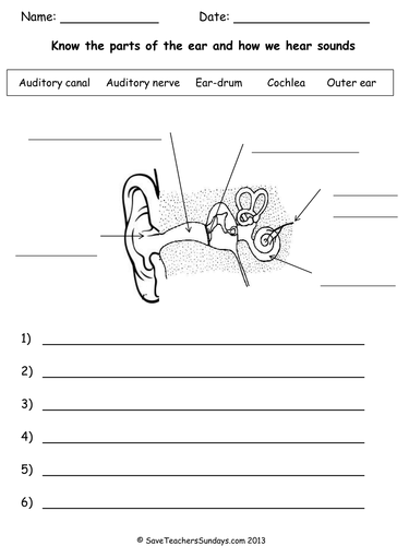 Parts Of The Ear And How We Hear Plan Worksheet Ear Parts Sound