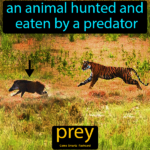 Pin On Ecosystems And Interactions Of Living Things