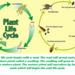 Plant Life Practice Tests worksheets Grade 4 Olympiad Science