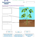 Plants Online Worksheet For Grade 4