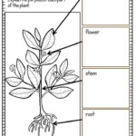 Plants Vocabulary Activities Games And Assessments 4th Grade