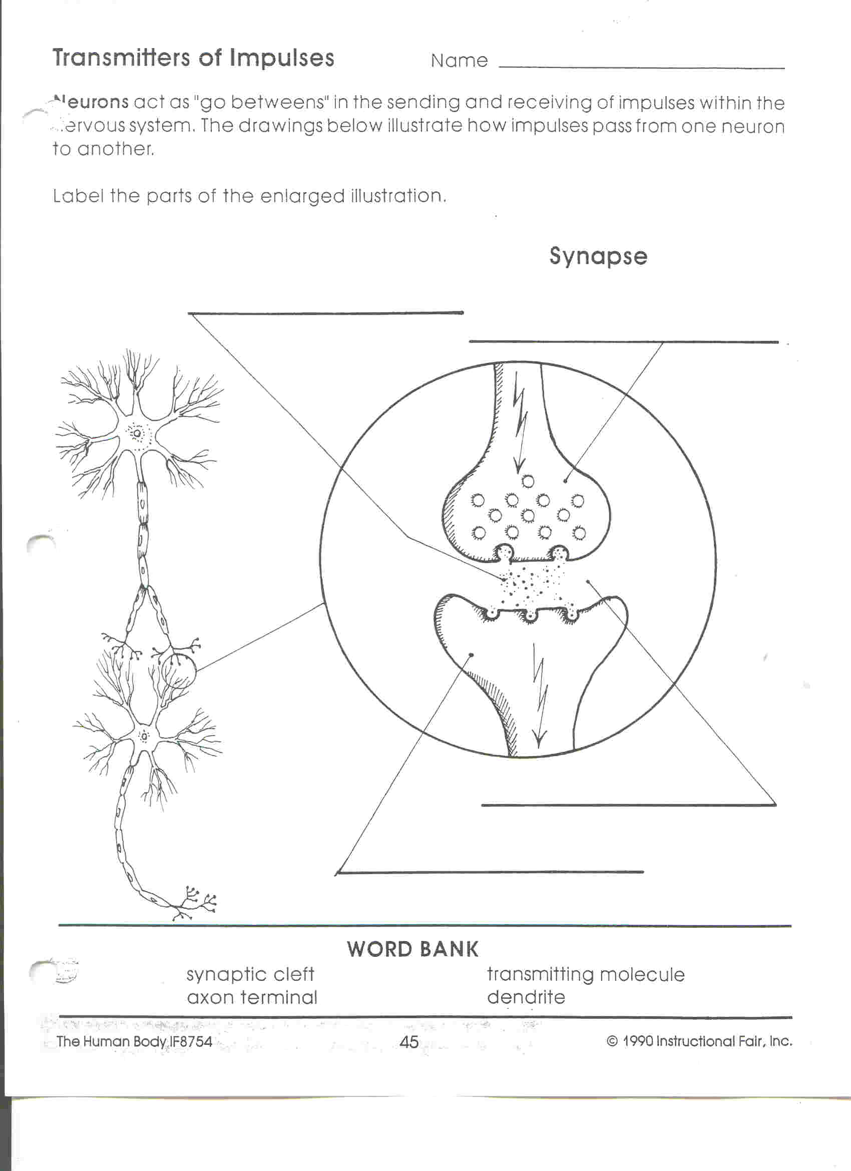 Science 8 The Immune System Worksheet Answer Key Scienceworksheets net Science 8 The Immune System Worksheet Answer Key Scienceworksheets net