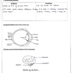 Science DPSkamal Grade 5 Answer Key Of All Revision Worksheets