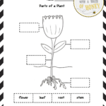 SCIENCE WORKSHEETS GRADE 2 PLANTS SCIENCE WORKSHEETS 2 GRADE PLANTS