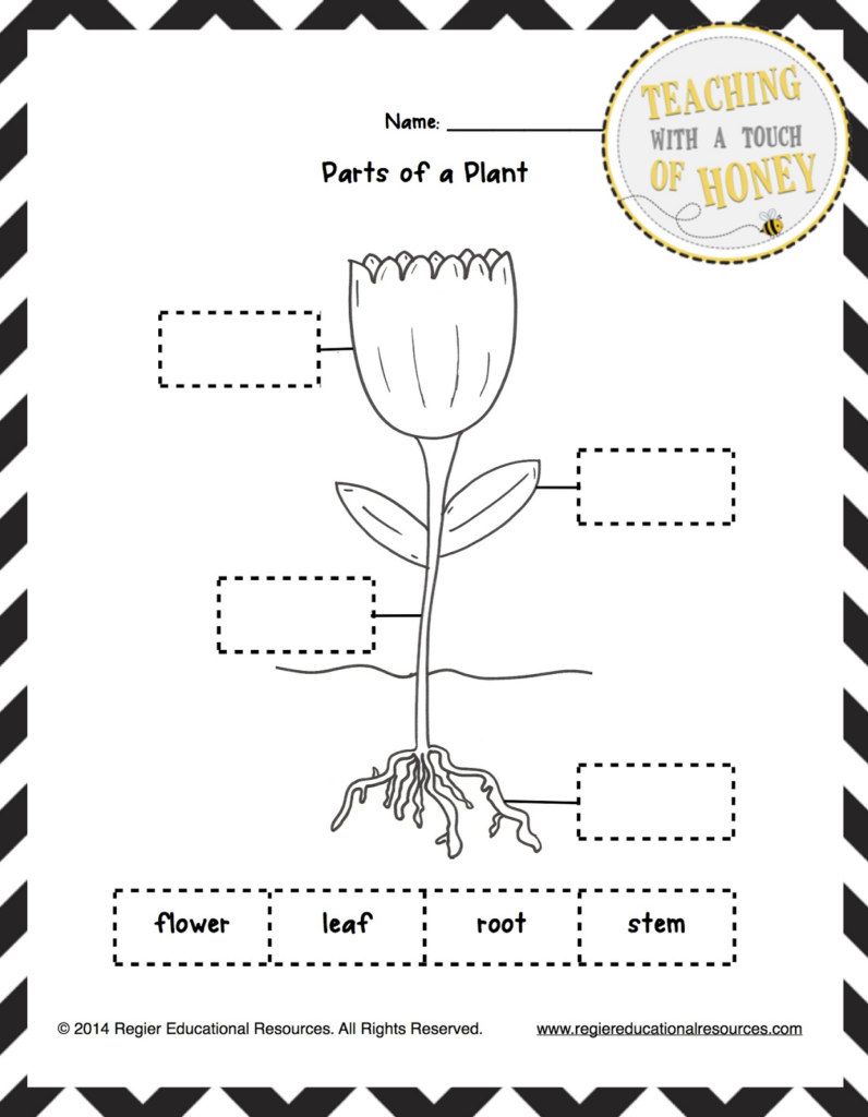 SCIENCE WORKSHEETS GRADE 2 PLANTS SCIENCE WORKSHEETS 2 GRADE PLANTS 