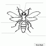 Science Worksheets Insects Insects Preschool Science Teaching Resources