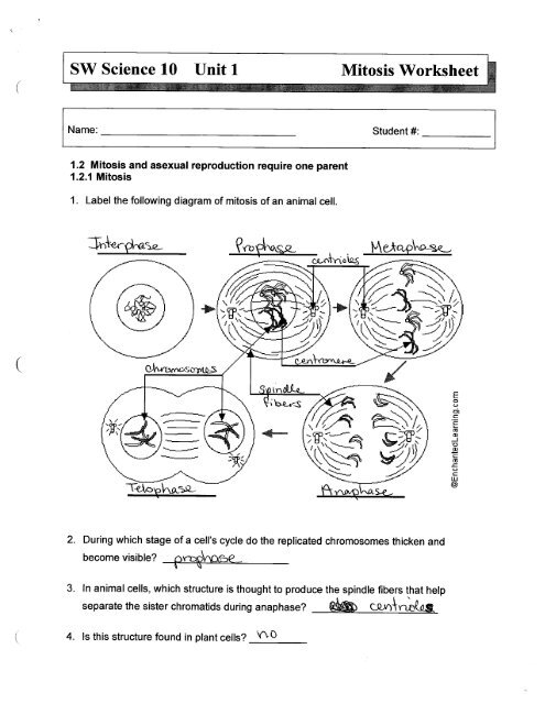 Sw Science 10 Unit 1 Mitosis Worksheet Worksheet