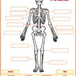 Teach Child How To Read Skeletal System Grade 5 Science Worksheets