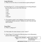 The Immune System Worksheet Answers Ivuyteq