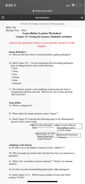 The Immune System Worksheet Answers Ivuyteq
