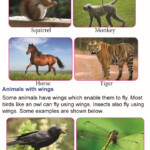 What Kind Of Monkey Can Fly Math Worksheet Ivuyteq