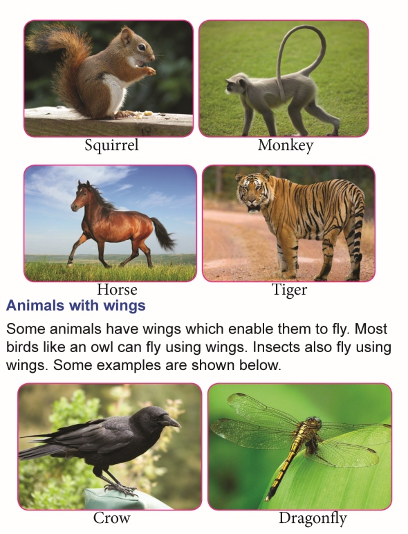 What Kind Of Monkey Can Fly Math Worksheet Ivuyteq