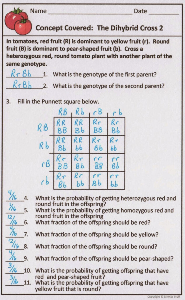 Worksheet Dihybrid Cross Worksheet Answers Worksheet Fun Worksheet 