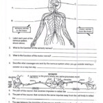 Worksheets On Nervous System For Grade 5 Kids Biology Worksheet