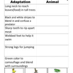 11 Animal Adaptations Worksheet Background Suplemento mineral milagroso