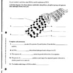 13 Chromosomes And Genes Worksheet Worksheeto