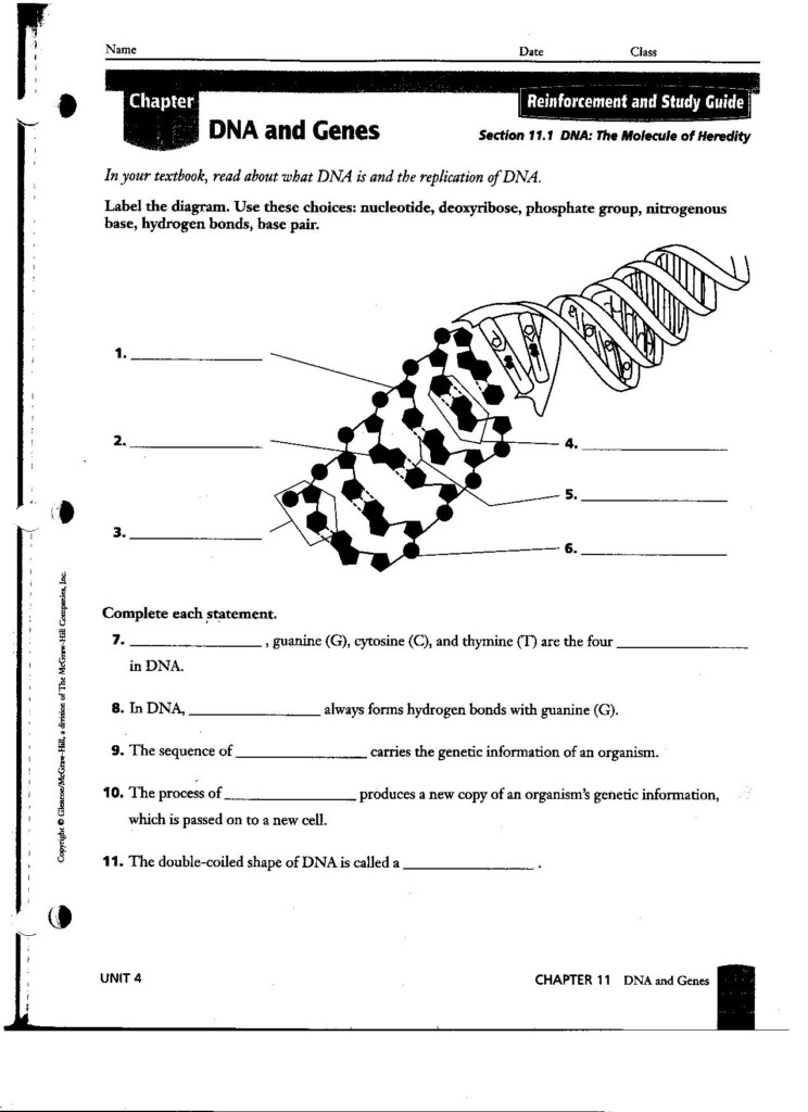 13 Chromosomes And Genes Worksheet Worksheeto